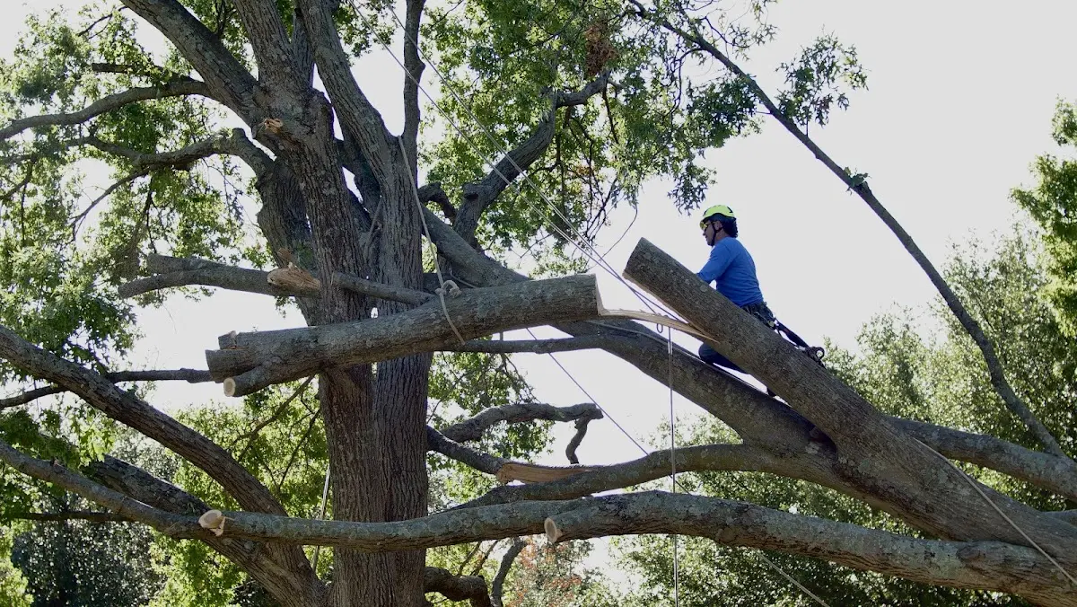 Professional Hazardous Tree Removal performed by certified arborists in Martha